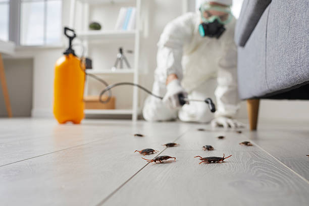 Commercial Rodent Management in West Lawn